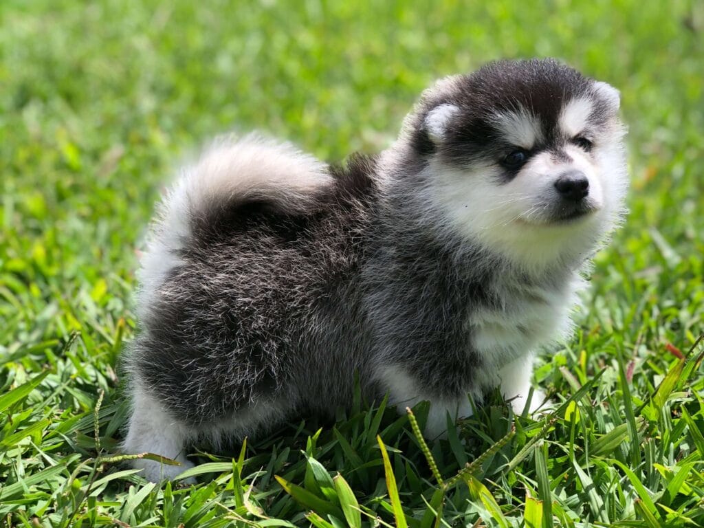 cachorro-pomsky-criadero-la-duquesa-kennel-colombia Adorable cachorro Pomsky de Criadero la Duquesa Kennel en el pasto.