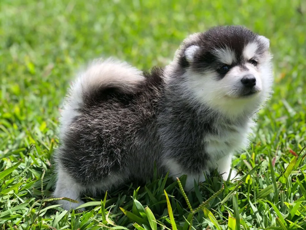 cachorro-pomsky-criadero-la-duquesa-kennel-colombia Adorable cachorro Pomsky de Criadero la Duquesa Kennel Criadero De Perros Colombia