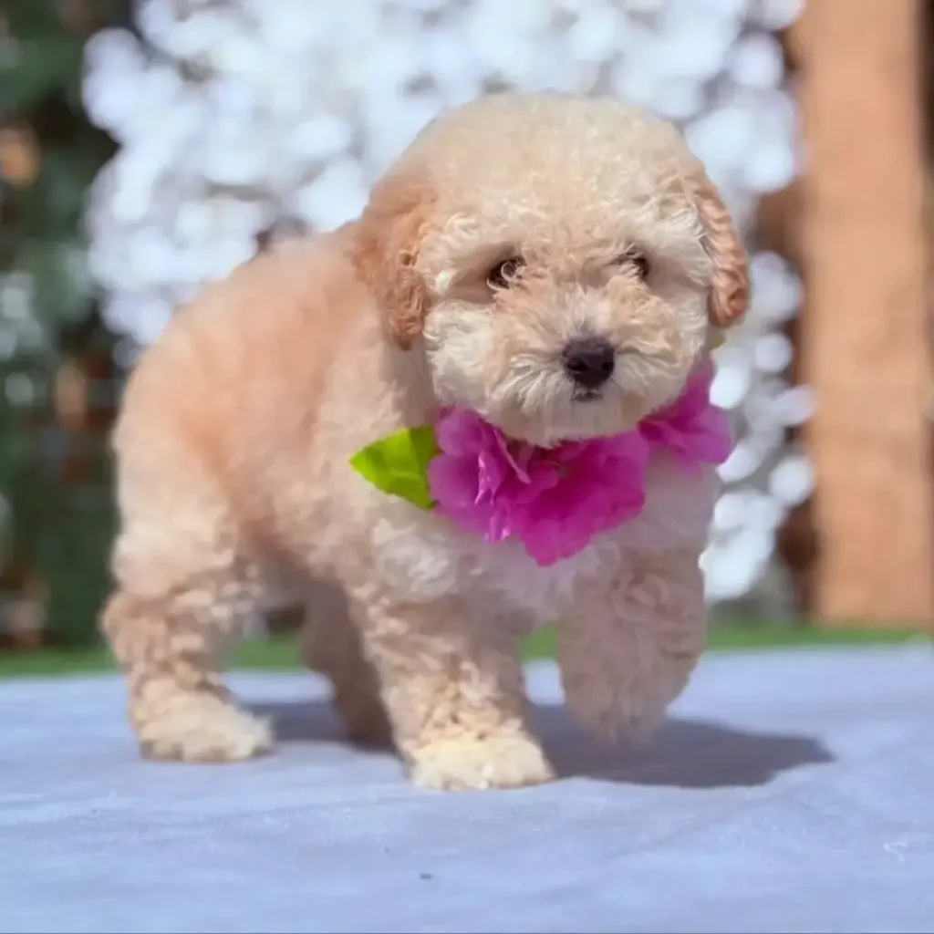 hermosa-cachorra-poodle-criadero-la-duquesa-kennel