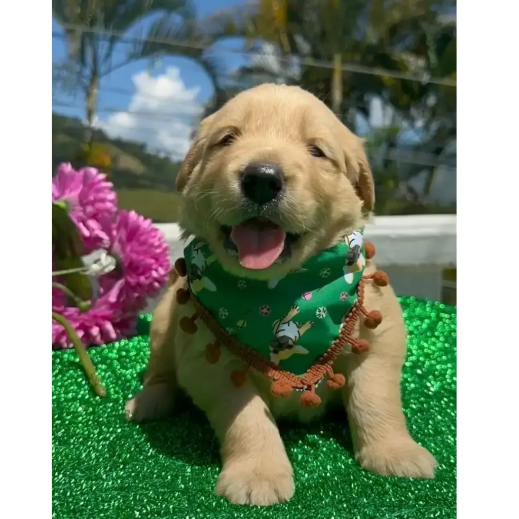 hermoso-cachorro-golden-retriever-criadero-la-duquesa-kennel