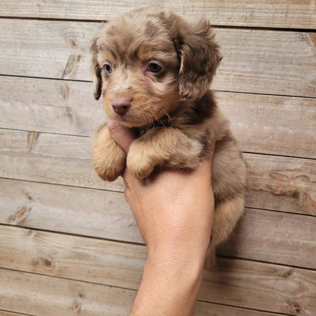 Cachorro Aussiedoodle choco merle disponible en La Duquesa Kennel, criadero de perros en Medellín