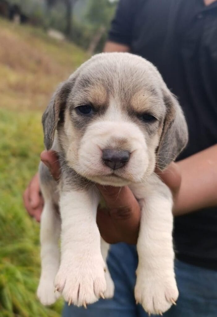 Cachorro Beagle disponible en La Duquesa Kennel, criadero de perros en Medellín
